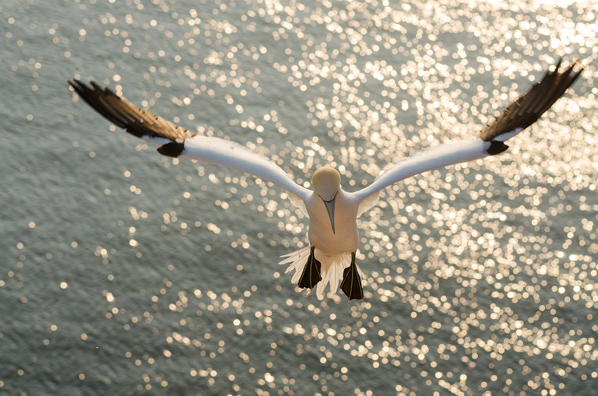 Basstölpel im Flug