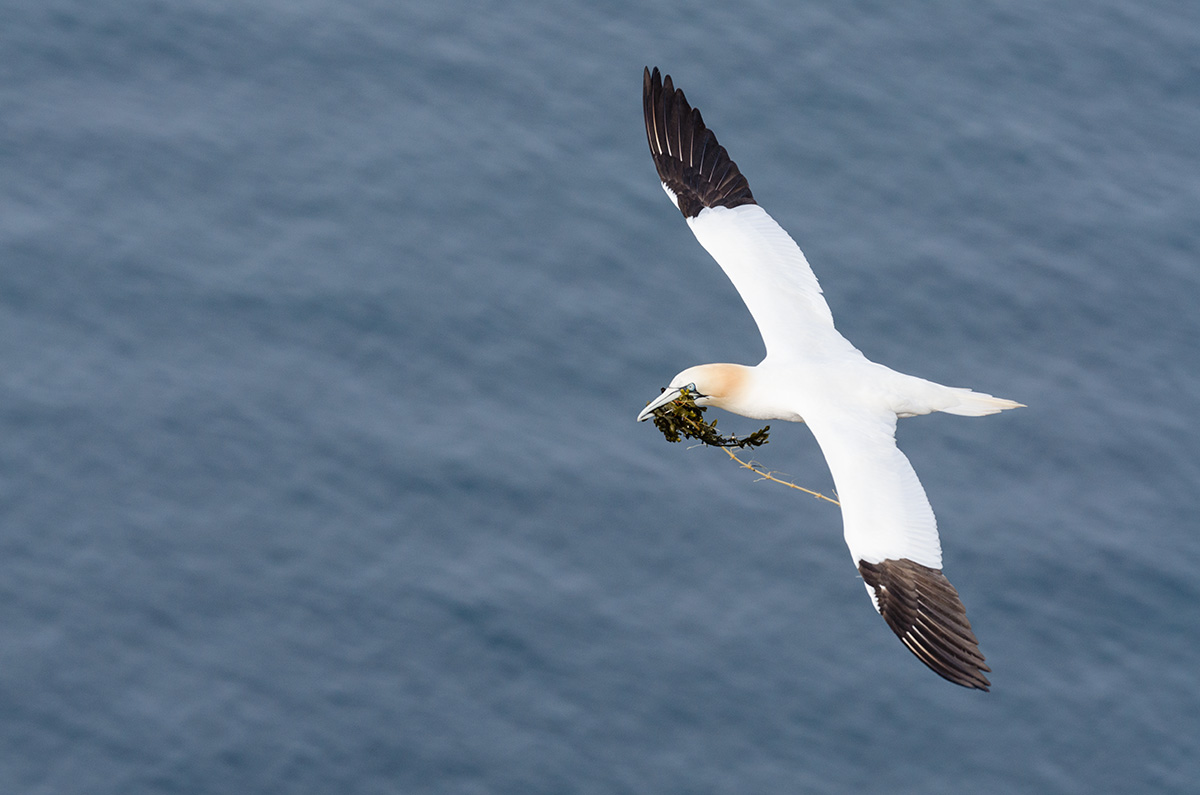 Basstölpel im Flug
