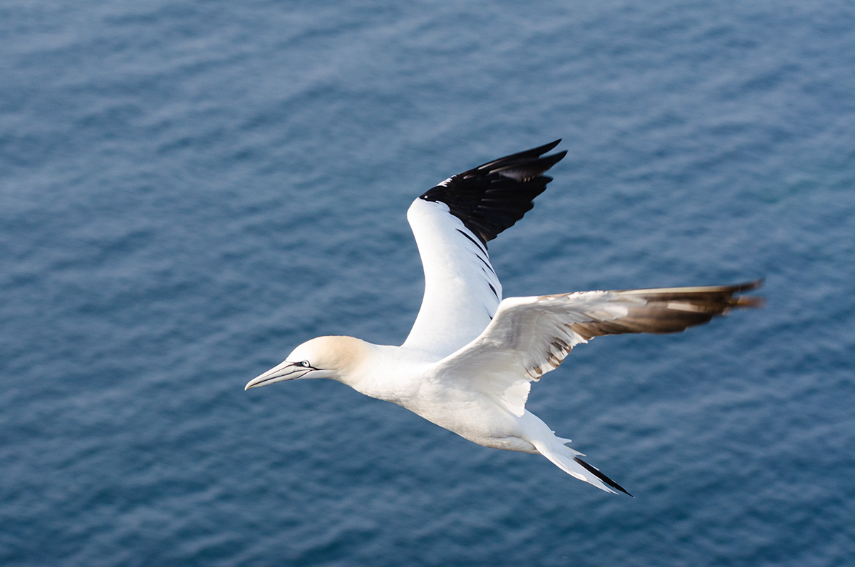 Basstölpel im Flug