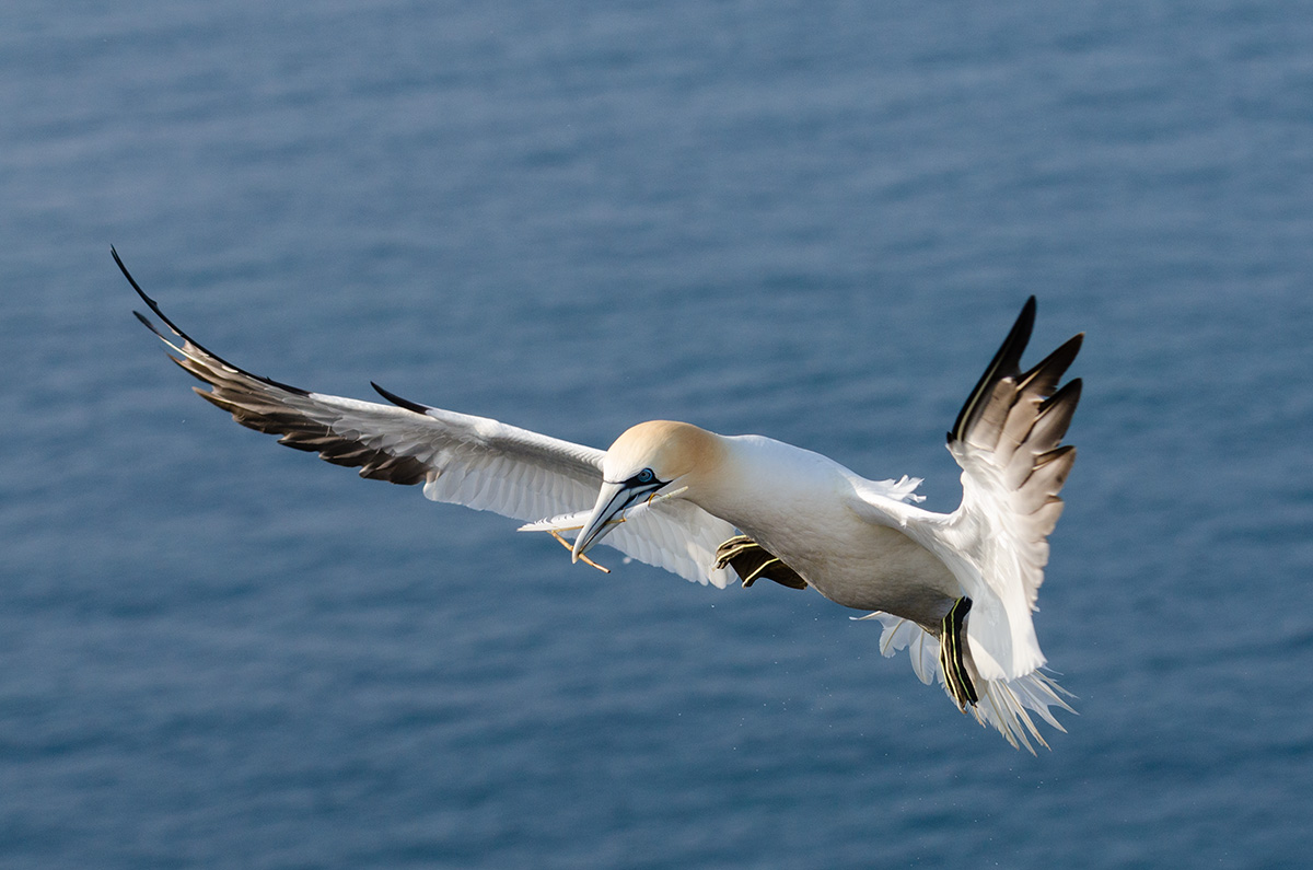 Basstölpel im Flug