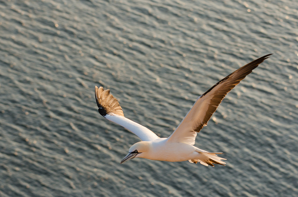Basstölpel im Flug