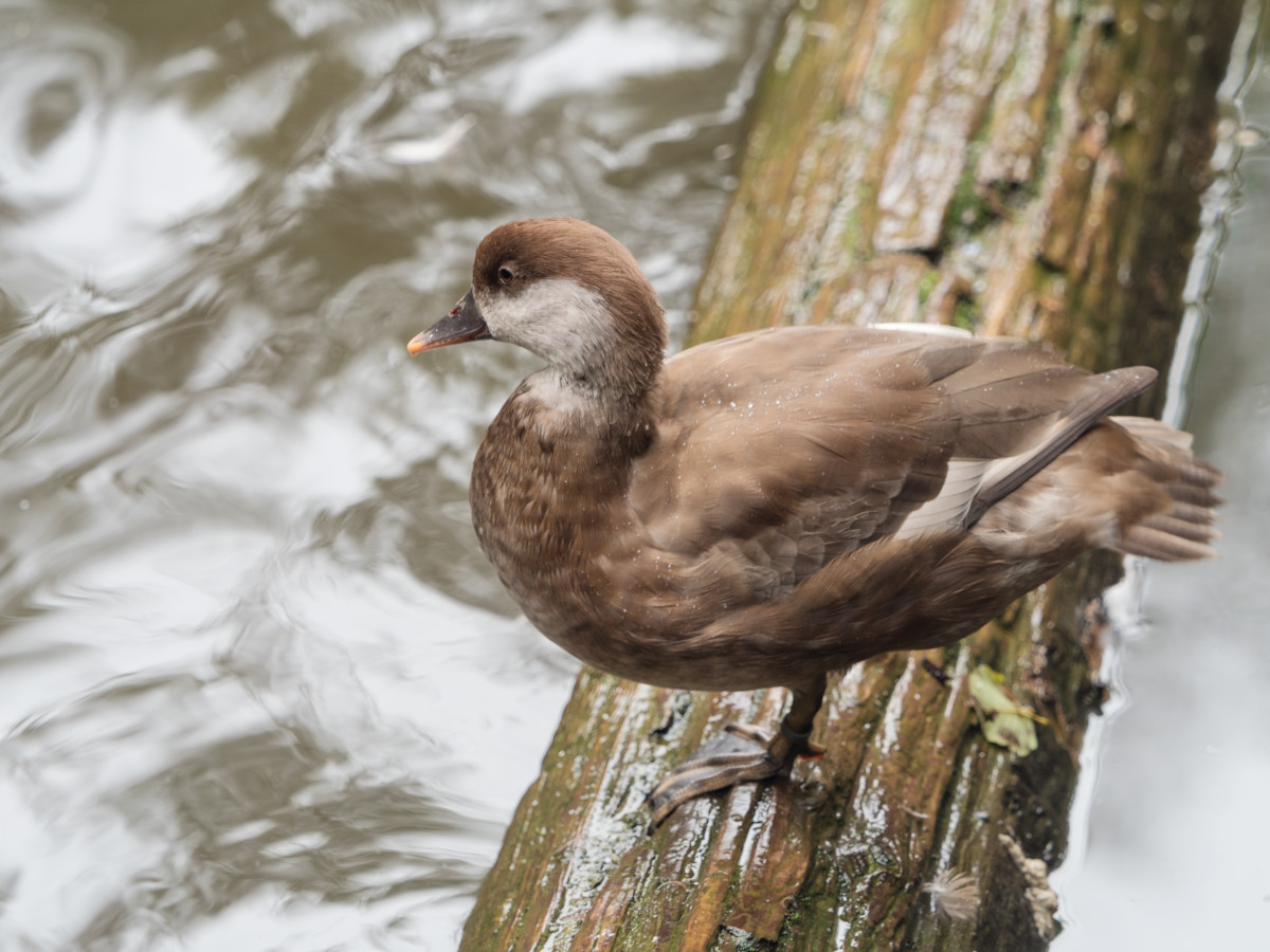Tierfreigehege