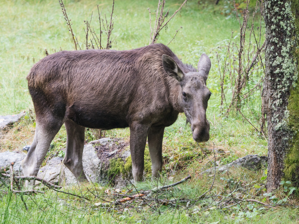 Tierfreigehege
