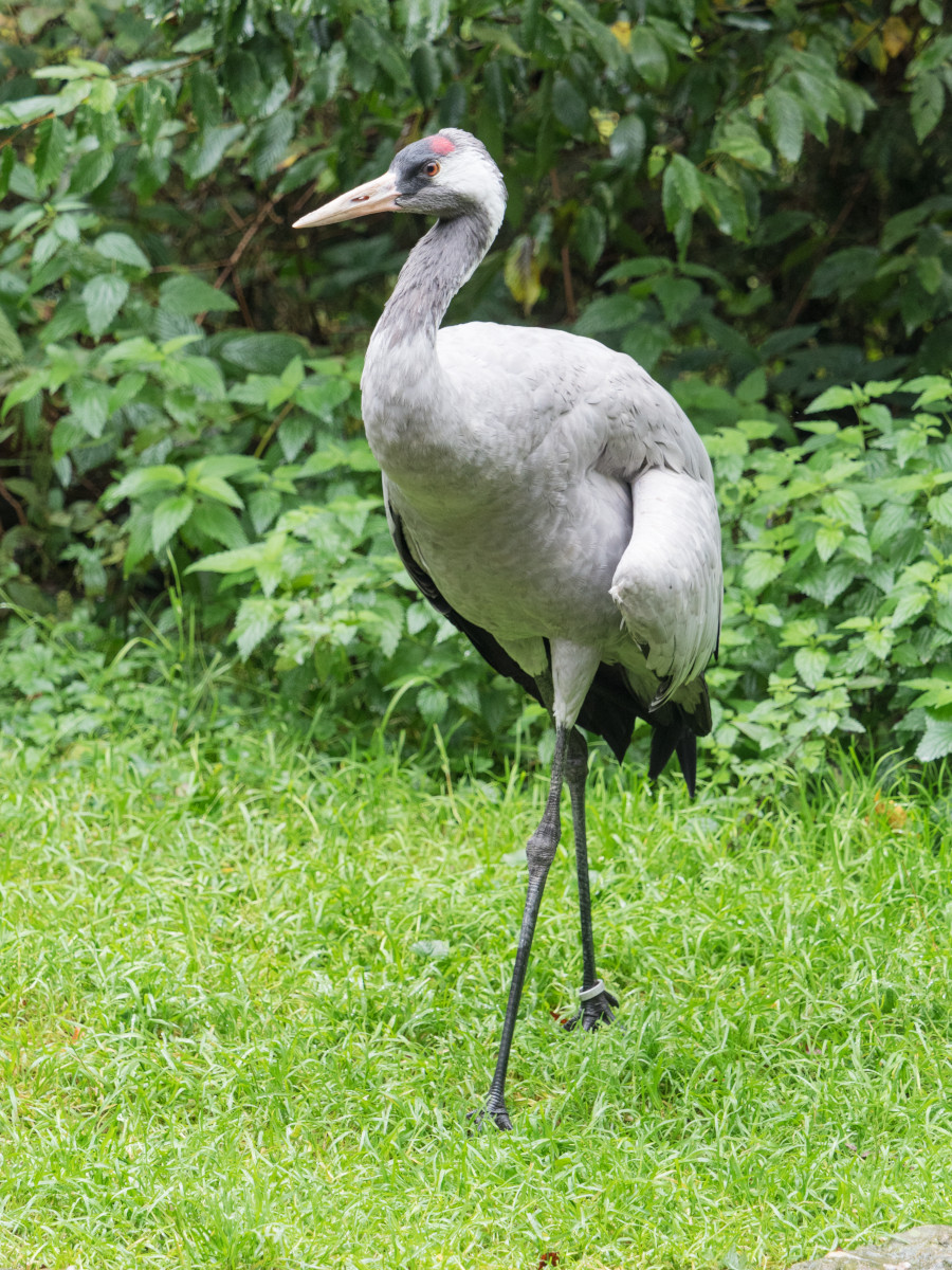 Tierfreigehege
