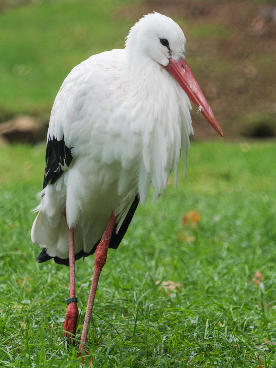 Bayerwald-Tierpark