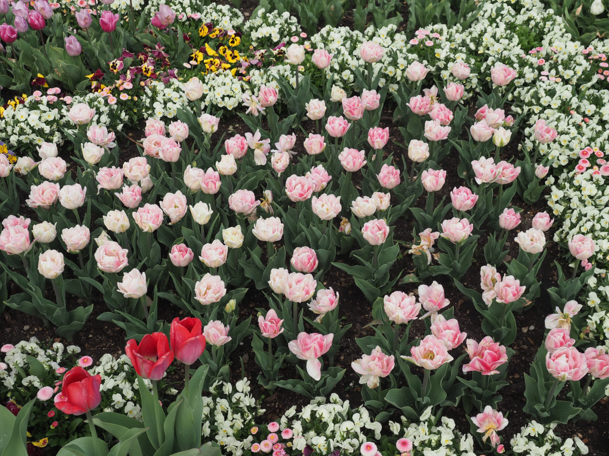 Tulpen