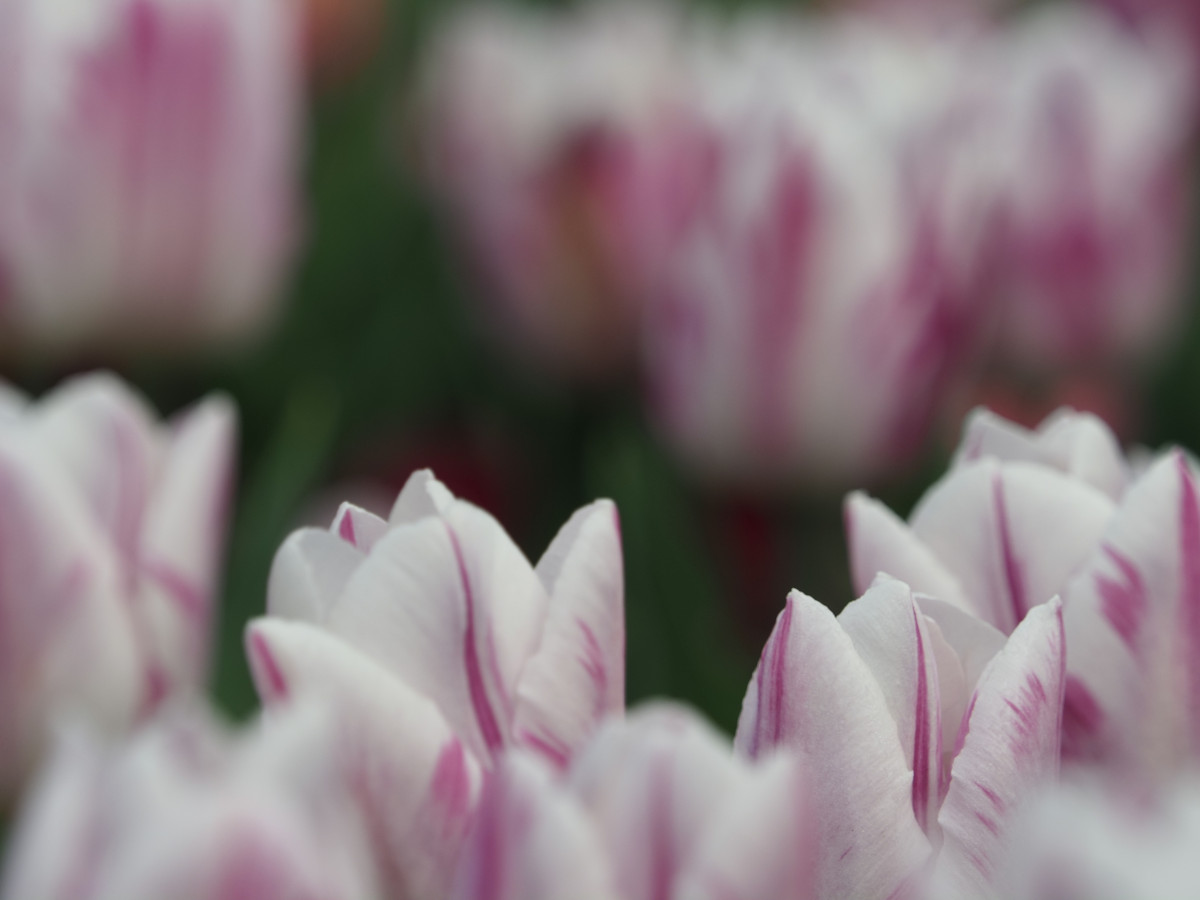 Tulpen