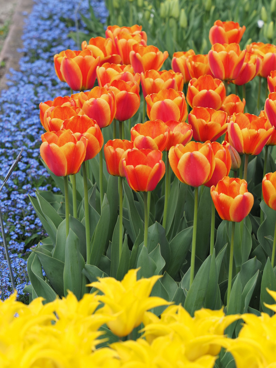 Tulpen