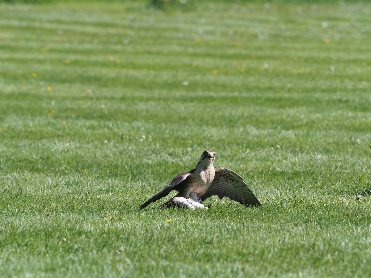 Falke