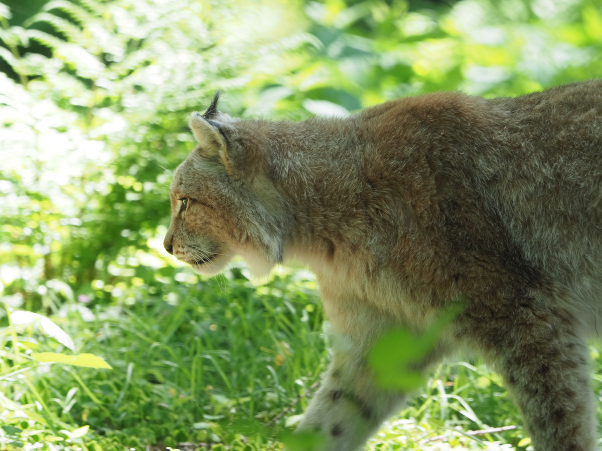 Luchs